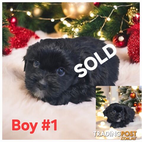 ADORABLE MALTESE X SHIHTZU PUPPIES COMING SOON!!!