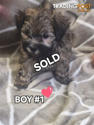 GORGEOUS FLUFFY MALTESE X SHIHTZU PUPPIES COMING SOON!!! 