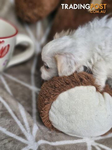 LAST ADORABLE FLUFFY MALTESE X SHIHTZU GIRL