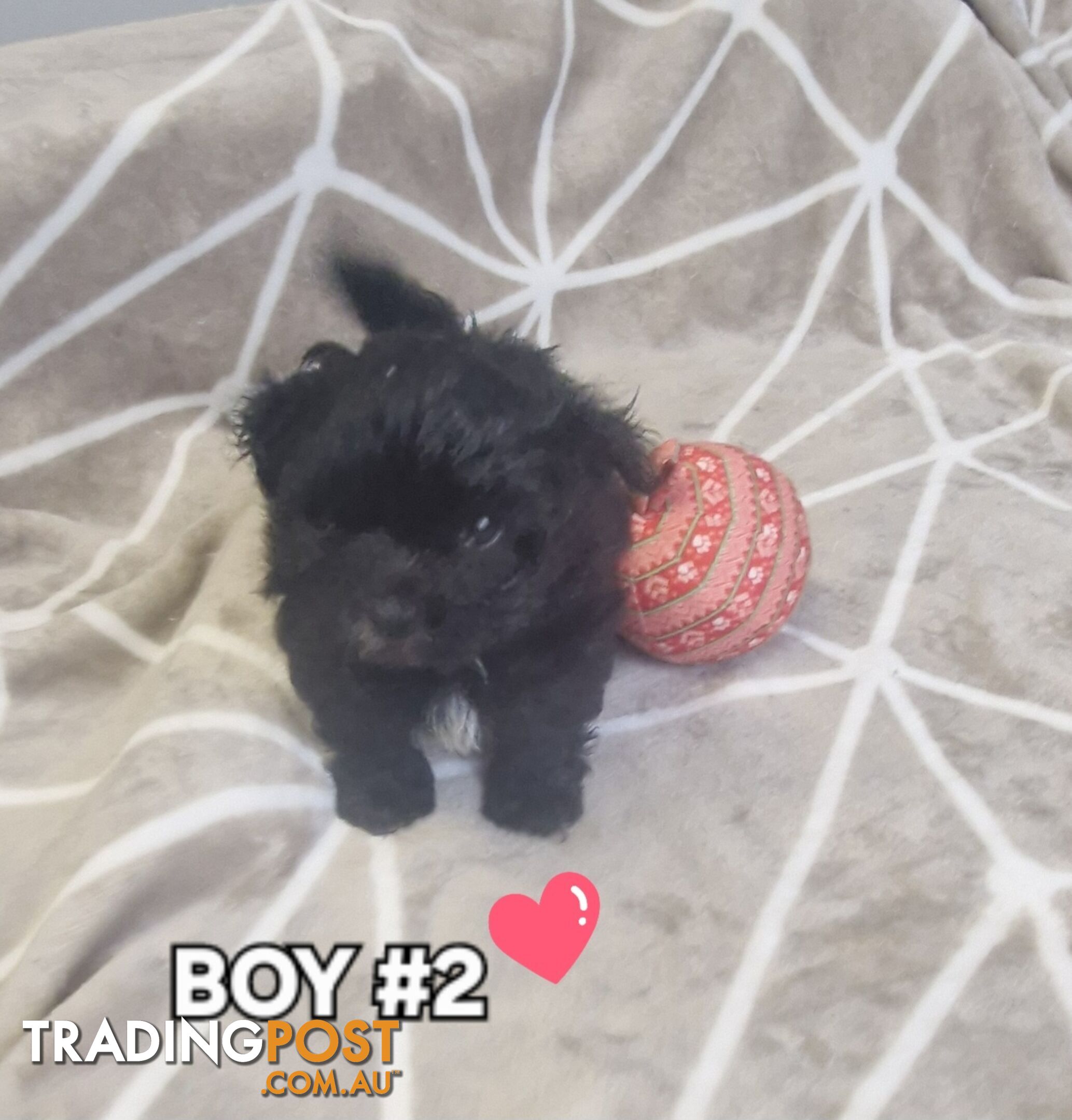 GORGEOUS FLUFFY MALTESE X SHIHTZU PUPPIES COMING SOON!!! 