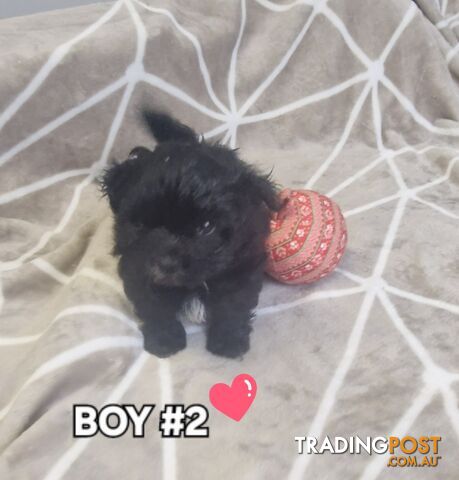 GORGEOUS FLUFFY MALTESE X SHIHTZU PUPPIES COMING SOON!!! 