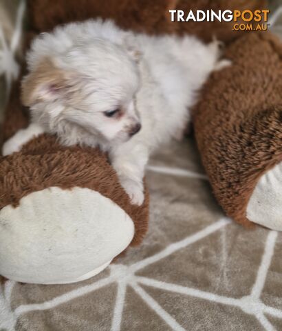 LAST ADORABLE FLUFFY MALTESE X SHIHTZU GIRL