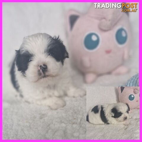 ADORABLE MALTESE X SHIHTZU PUPPIES COMING SOON!!!