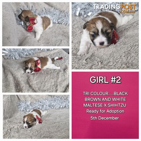 ADORABLE MALTESE X SHIHTZU PUPPIES COMING SOON!!!