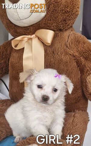 ADORABLE FLUFFY MALTESE X SHIHTZU PUPPIES COMING SOON!!!