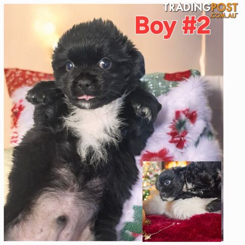 ADORABLE MALTESE X SHIHTZU PUPPIES COMING SOON!!!