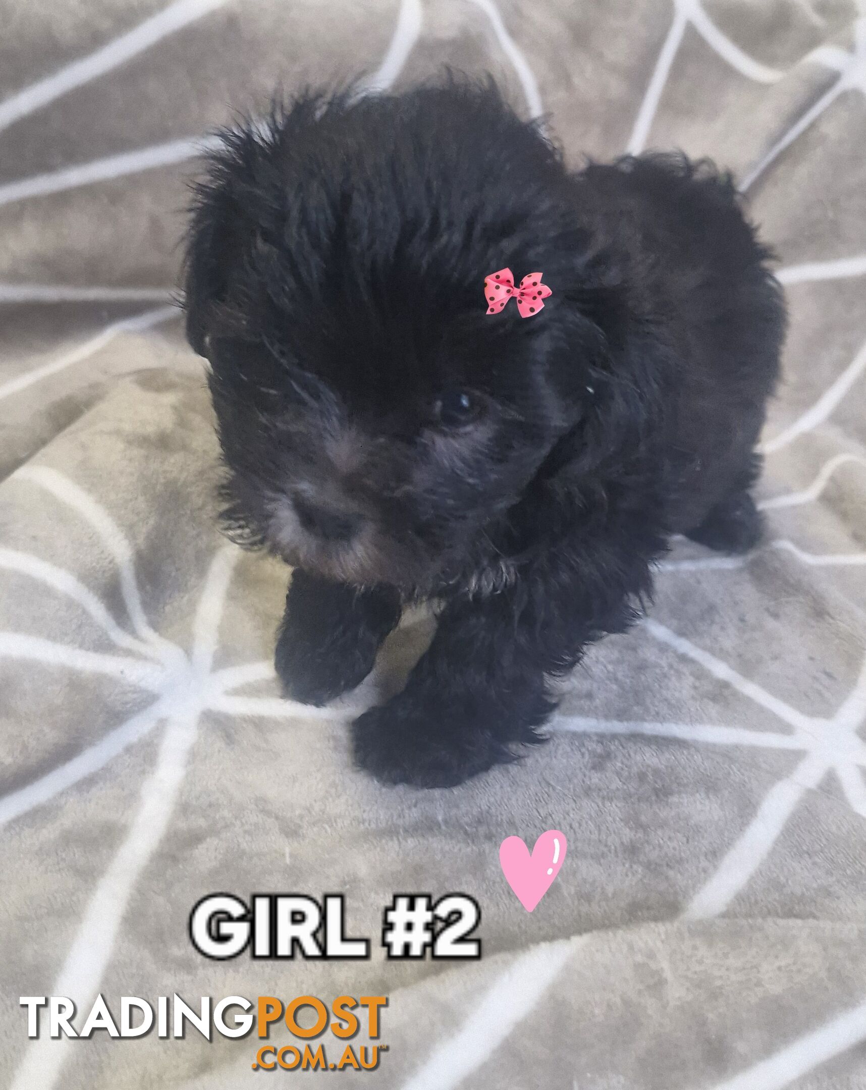 GORGEOUS FLUFFY MALTESE X SHIHTZU PUPPIES COMING SOON!!! 