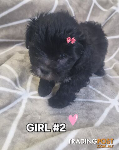 GORGEOUS FLUFFY MALTESE X SHIHTZU PUPPIES COMING SOON!!! 