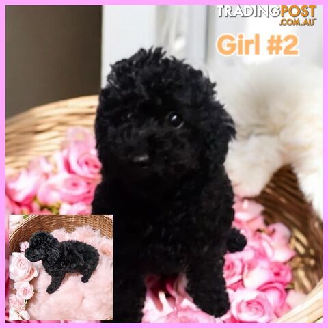 Purebred Toy Poodle Puppies