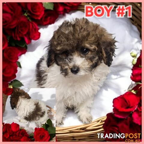 Purebred Toy Poodle Puppies