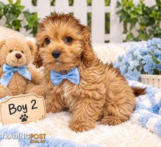 LAST ABSOLUTELY GORGEOUS TOY CAVOODLE BOY
