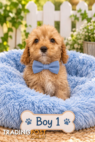 ABSOLUTELY GORGEOUS TOY CAVOODLE PUPPIES
