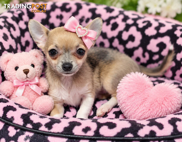LAST BEAUTIFUL PUREBRED CHIHUAHUA GIRL