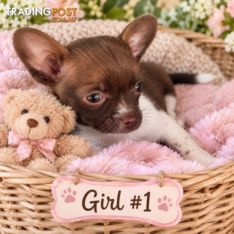 LAST 2 BEAUTIFUL PUREBRED CHIHUAHUA GIRLS