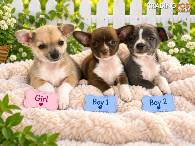 BEAUTIFUL PUREBRED CHIHUAHUA PUPPIES