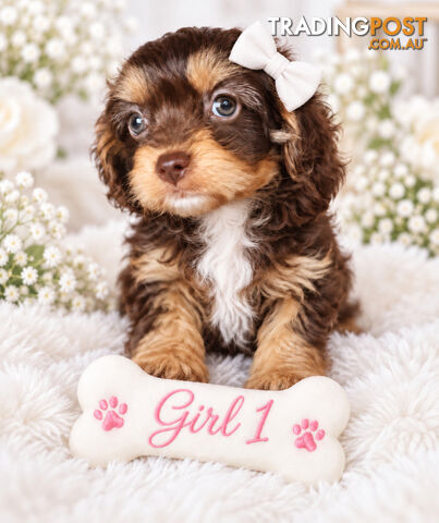 ABSOLUTELY STUNNING CAVOODLE PUPPIES