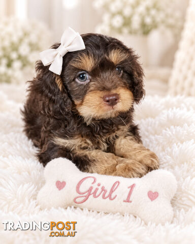 ABSOLUTELY STUNNING STRAIGHT COAT CAVOODLE PUPPIES