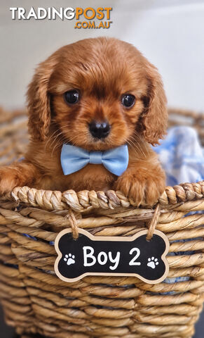 ABSOLUTELY ADORABLE BEAGLIER PUPPIES HAVE ARRIVED!