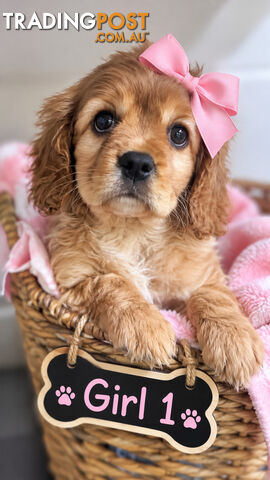 ABSOLUTELY ADORABLE BEAGLIER PUPPIES HAVE ARRIVED!