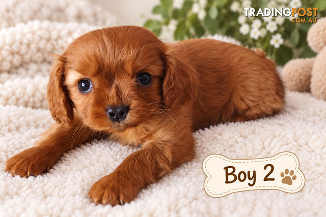 ABSOLUTELY ADORABLE BEAGLIER PUPPIES HAVE ARRIVED!