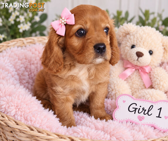 ABSOLUTELY ADORABLE BEAGLIER PUPPIES HAVE ARRIVED! - photo 2 of 2