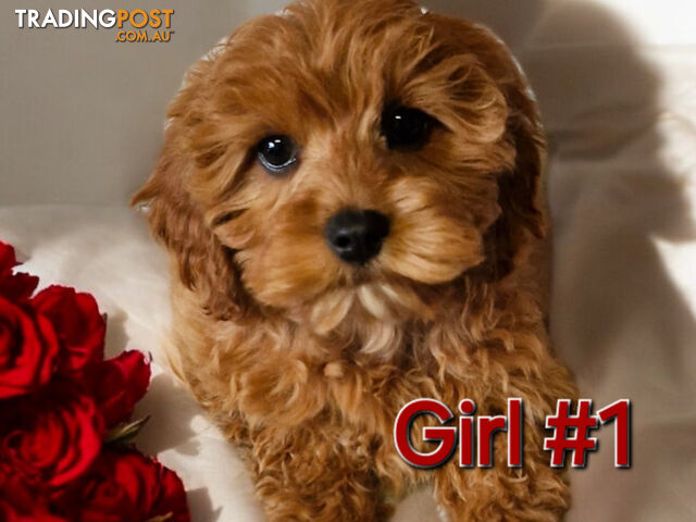 ADORABLE TEDDY BEAR  CAVOODLE  PUPPIES