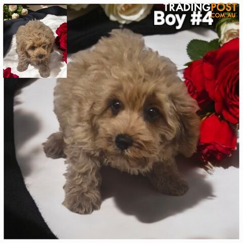 GORGEOUS TOY CAVOODLES PUPPIES