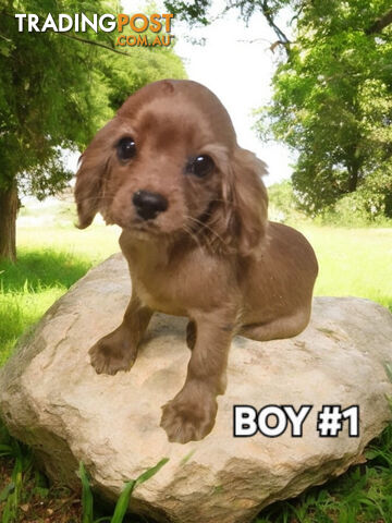 GORGEOUS CAVOODLES 