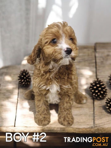 STUNNING RUBY CAVOODLE PUPPIES