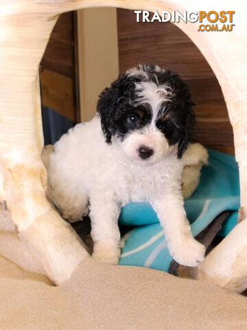 LAST ADORABLE CAVOODLE BOY