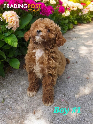 ADORABLE TEDDY BEAR CAVOODLE PUPPIES