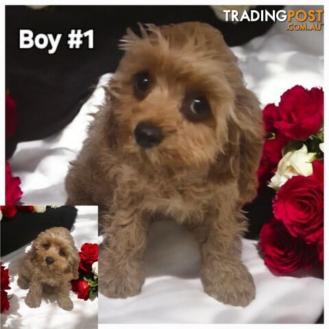 GORGEOUS TOY CAVOODLES PUPPIES