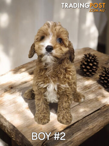 STUNNING RUBY CAVOODLE PUPPIES