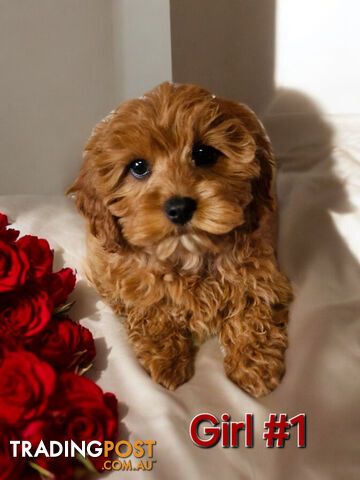 ADORABLE TEDDY BEAR  CAVOODLE  PUPPIES