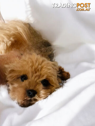 ADORABLE TEDDY BEAR  CAVOODLE  PUPPIES