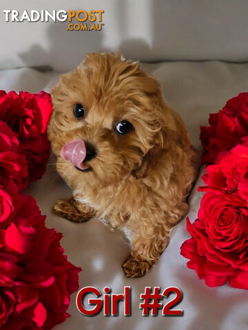 ADORABLE TEDDY BEAR  CAVOODLE  PUPPIES