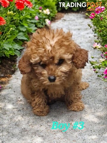 ADORABLE TEDDY BEAR CAVOODLE PUPPIES