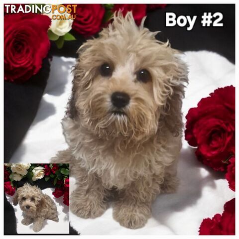 GORGEOUS TOY CAVOODLES PUPPIES