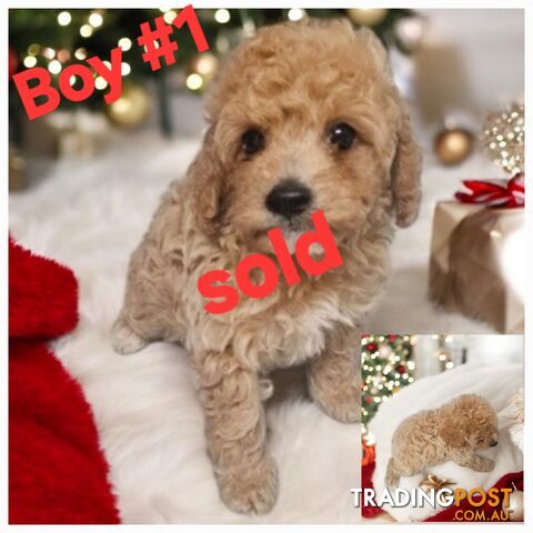 STUNNING RUBY CAVOODLE PUPPIES