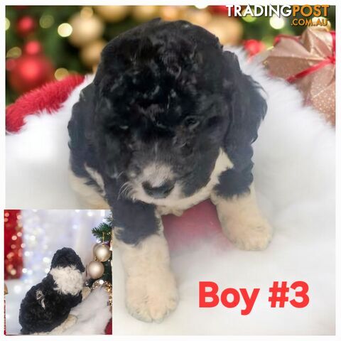 STUNNING RUBY CAVOODLE PUPPIES