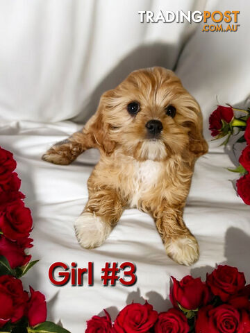 LAST ADORABLE TEDDY BEAR  CAVOODLE  GIRL