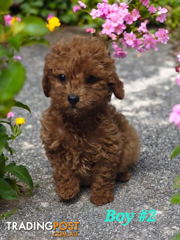 LAST ADORABLE TEDDY BEAR CAVOODLE BOY