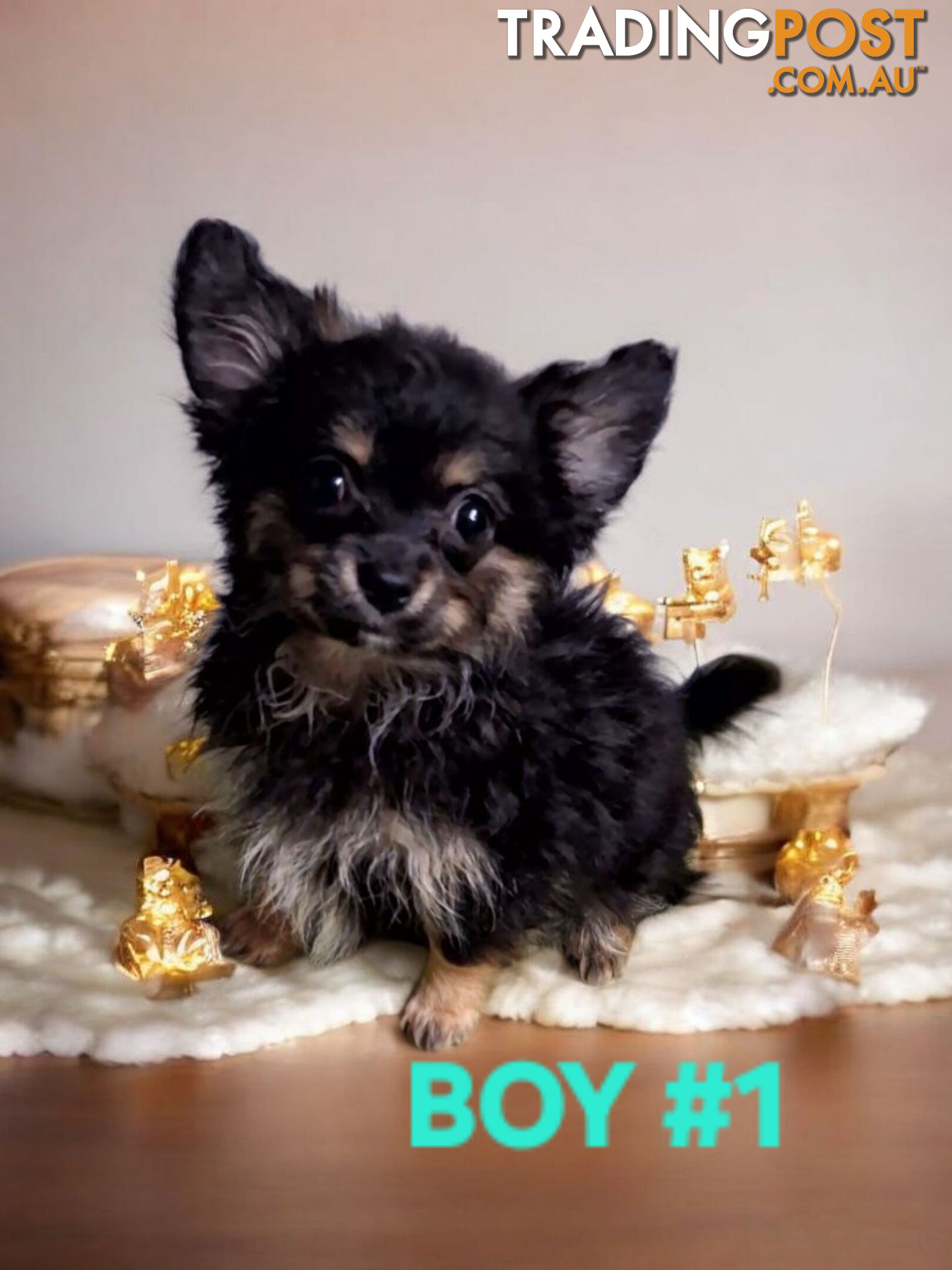 Adorable Pomchi Puppies 