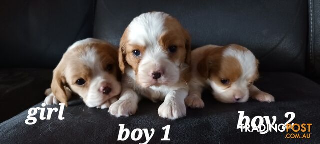 STUNNING BEAGLIER PUPPIES COMING SOON!!!!