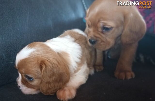 STUNNING BEAGLIER PUPPIES