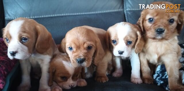 STUNNING BEAGLIER PUPPIES