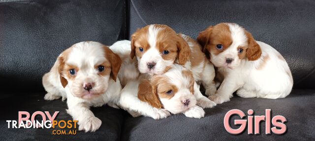 STUNNING BEAGLIER PUPPIES COMING SOON !!!!?