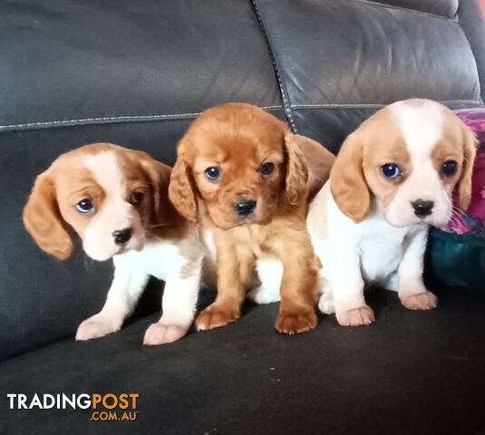 STUNNING BEAGLIER PUPPIES