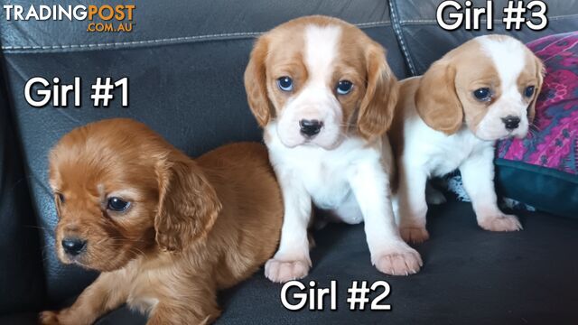 STUNNING BEAGLIER PUPPIES