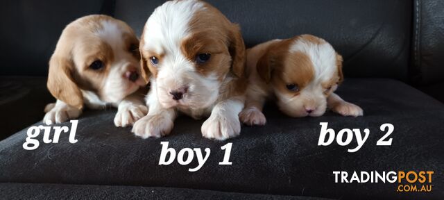 STUNNING BEAGLIER PUPPIES COMING SOON!!!!